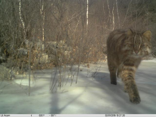 北京日报客户端|北京松山藏着二百多台红外相机！来看都拍到了啥