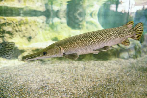 「物种入侵」最长3米，体重90公斤以上，“活化石”在中国被列入黑名单