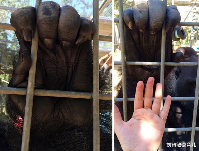 狮子|37张罕见“大”动物照片：看了熊掌和人类对比照，才知道熊多可怕