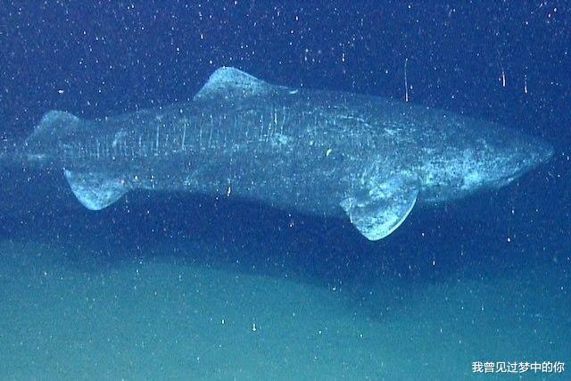 [鲨鱼]被人类给杀死的6种古老生物, 图2至少活了100年, 却被卖到餐馆