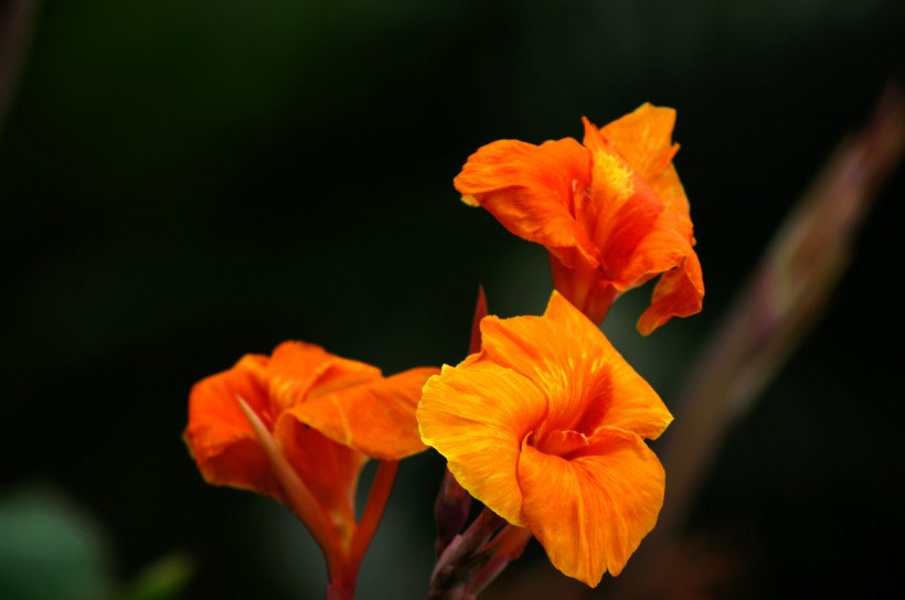 生肖@6月底，桃花运爆棚，喜事不断姻缘到来，最有希望脱单的四大生肖