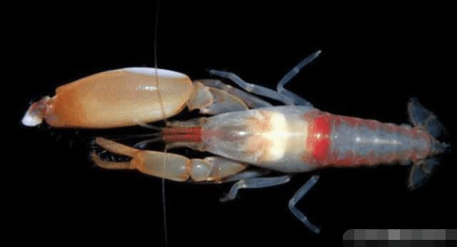 []自然界自带“枪支”的动物——枪虾