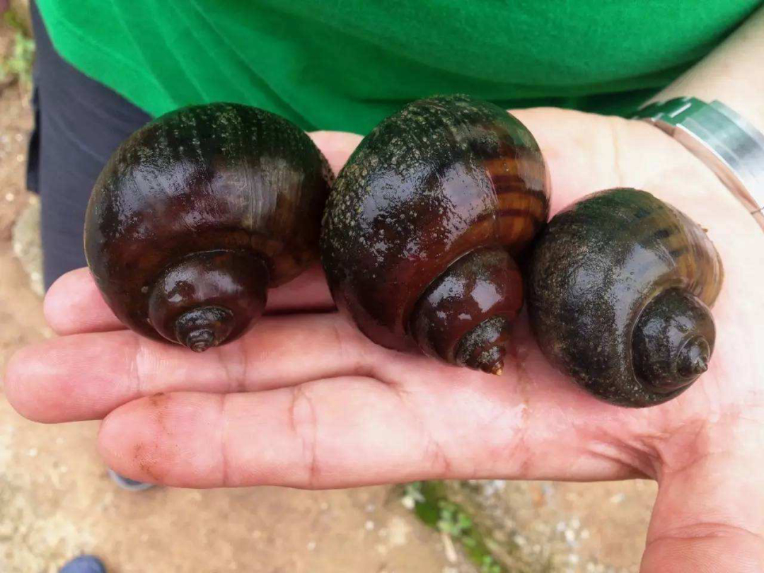 福寿螺|连中国吃货也无能为力的"福寿螺", 到底是被谁消灭的?