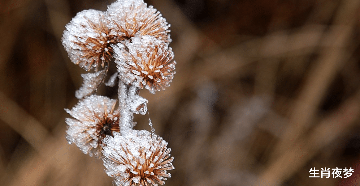 生肖|11月，月老牵线，旧情人回头，桃花运爆表，爱意沸腾，牵手幸福