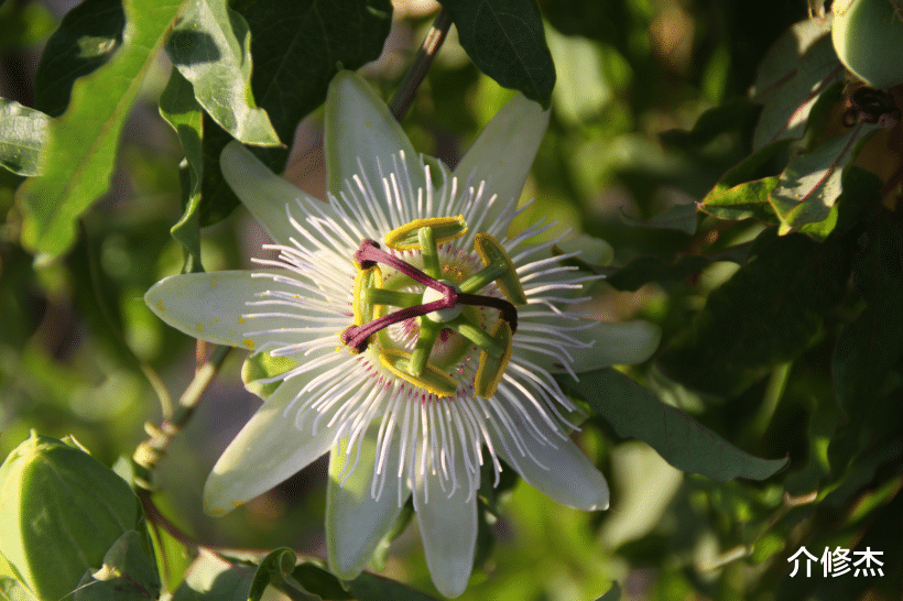 生肖▲7月底桃花鲜艳，天降情缘，4生肖与真爱看对眼，真情一线牵
