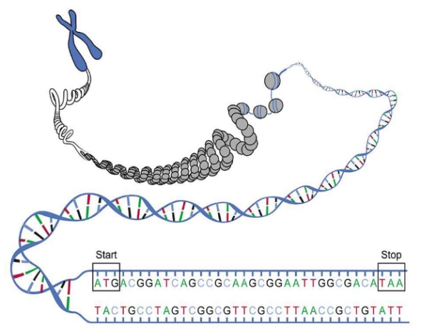 科学家|科学家发现,7万年前地球上女性不足2000人,是什么原因?