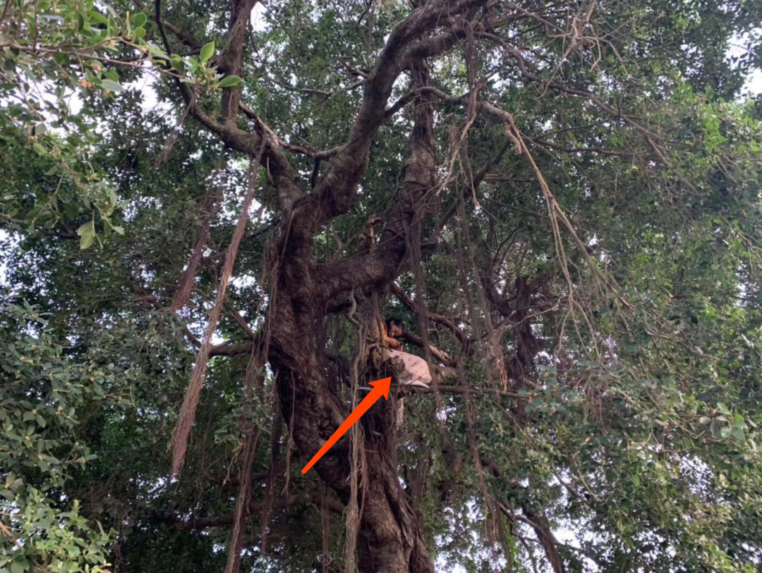 封面新闻|卧底“成都名媛”，真相来了！