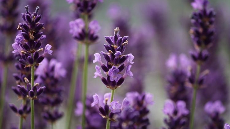 生肖|九月份开始，迎洪财大运，桃花朵朵开，好运自然来的四大生肖