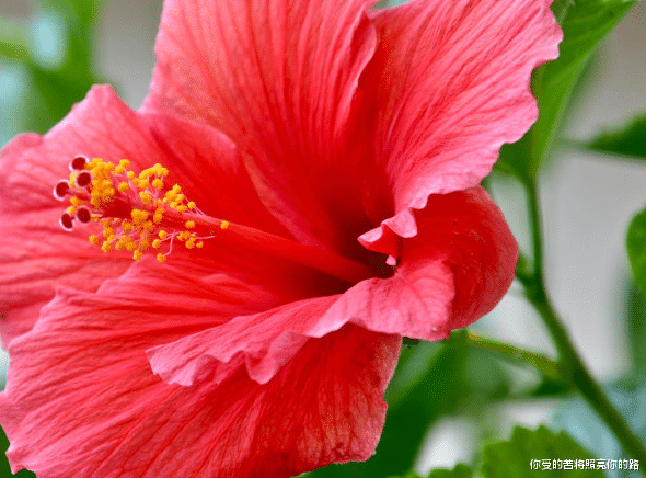 运势|未来一个月，4属相运势大红大紫，财星旺盛，喜事连连，福禄双全