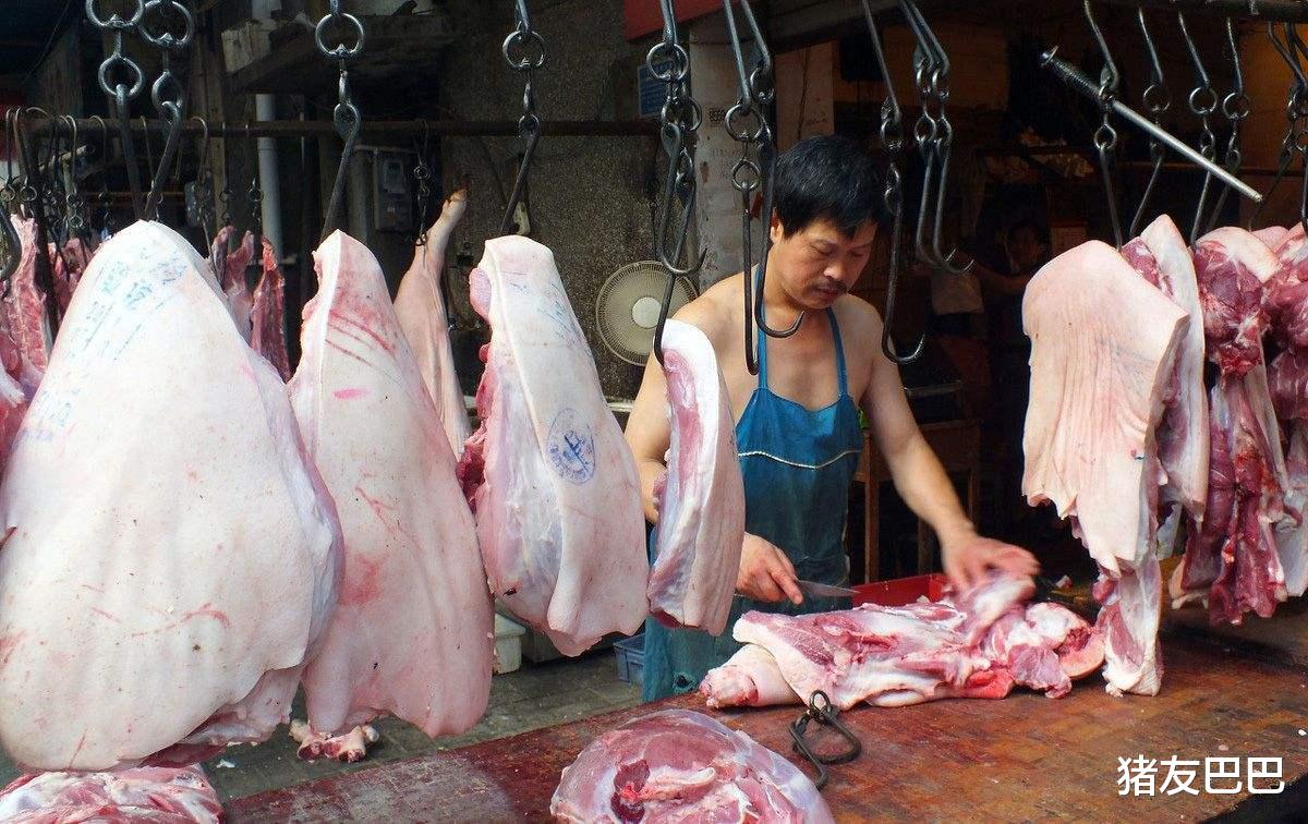 毛豬、豬肉降價迎“實錘”，10月底，豬肉價預計要跌至……-圖3