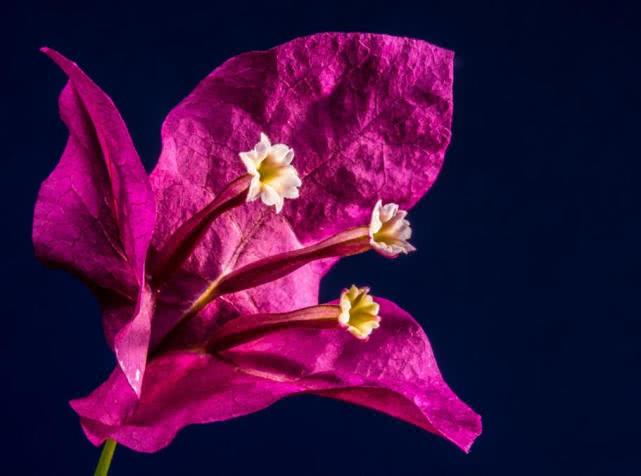 [吉星]这3个生肖，闰四月有吉星高照，六合贵人来，顺利走上发财上坡路