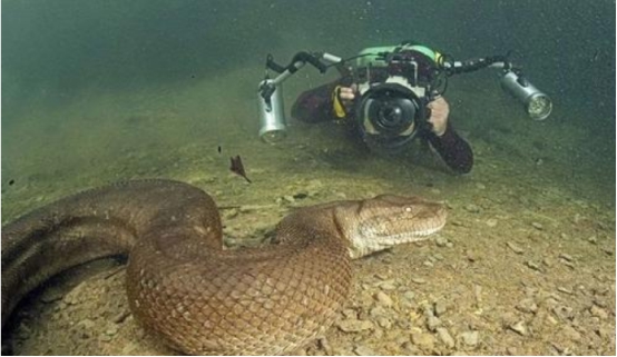 亚马逊|它处于食物链的顶端,敢横行亚马逊,250公斤巨兽太强了