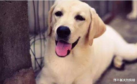 边境牧羊犬|买得起养不起的8种狗，很多人表示后悔不已