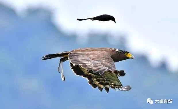 |一蛇雕爪下捉住蛇,头部却被卷尾鸟猛踩,是弃蛇驱鸟或舍弃尊严?