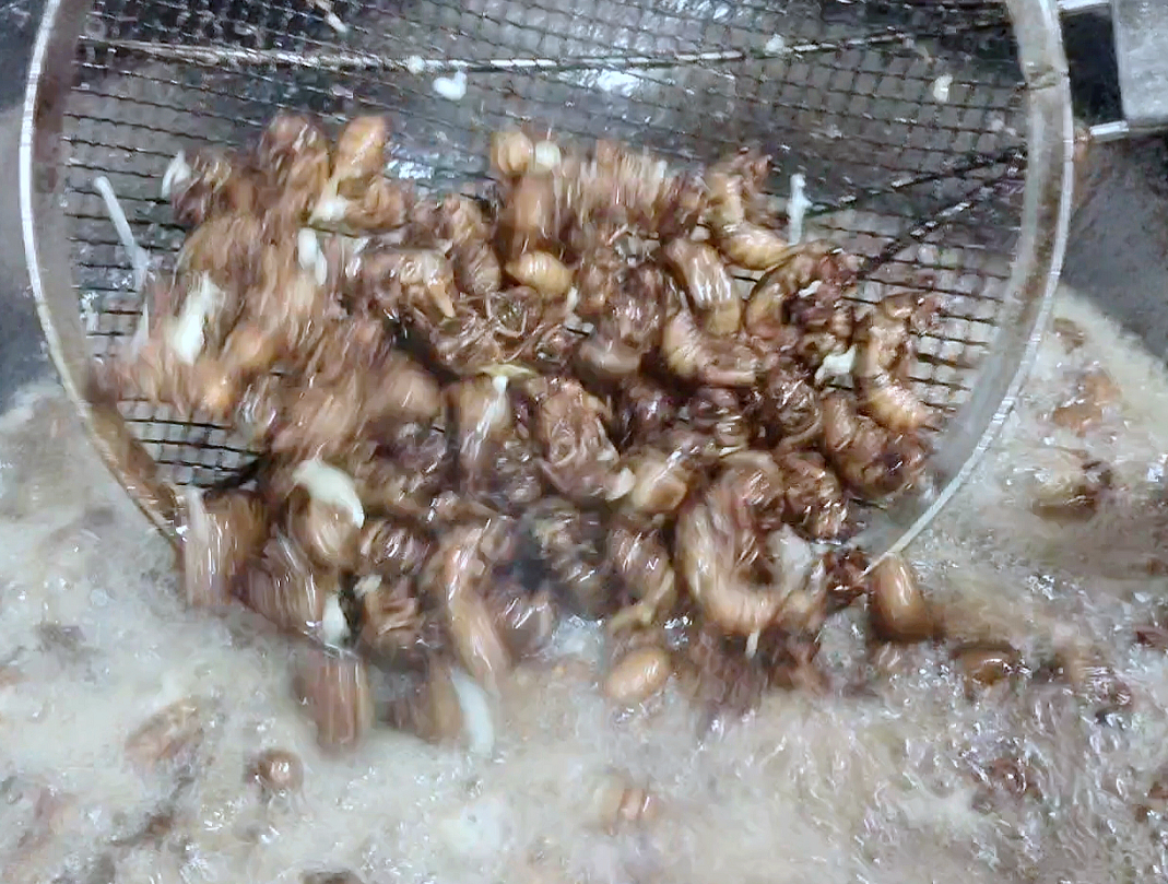 山东商报|知了猴还能吃吗？山东禁食名单已出！商报记者探访济南金蝉养殖村……