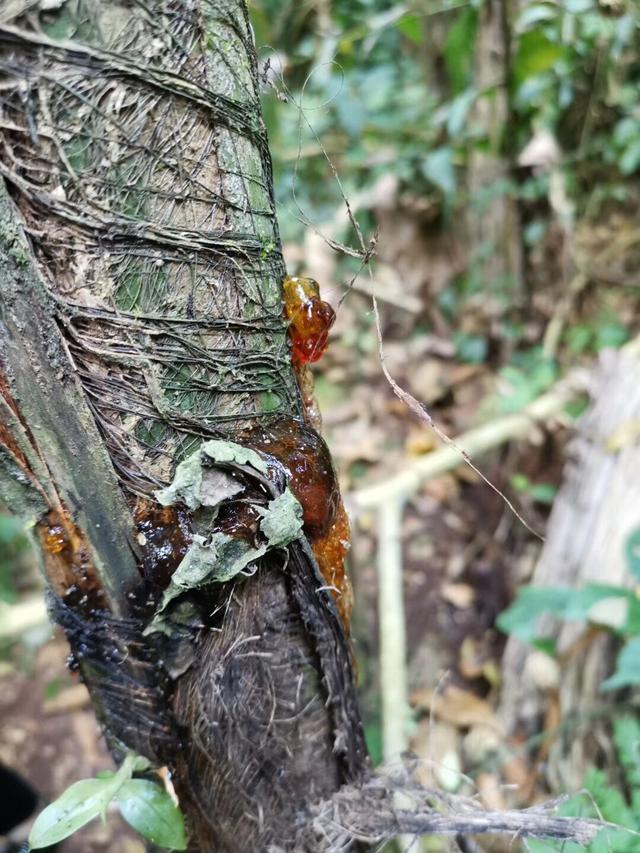 「广西」广西河池旅游景点集锦