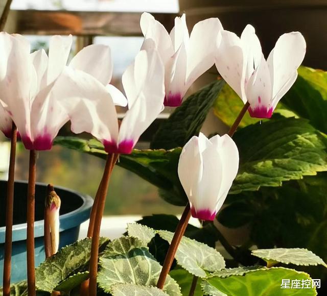 双鱼座|气质优雅,善于发现生活之美,判断力超群的三大星座,成功在眼前