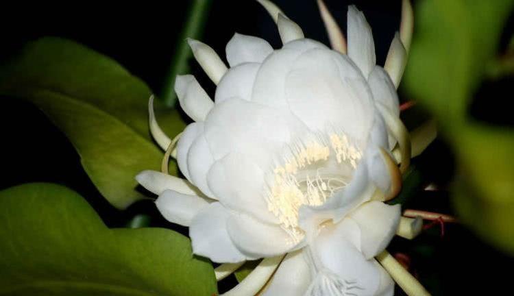 生肖|8月中旬横财发，工作得心应手，月月往上爬的四生肖