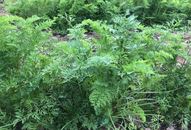 崔立君说生活 农村俗语：春打六九头，穷人苦出头，为何立春有六九头和五九尾呢