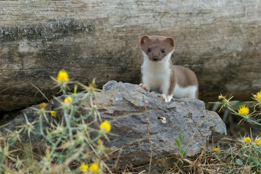 []为何人类不敢杀黄鼠狼？真不能杀？看完之后懂了！