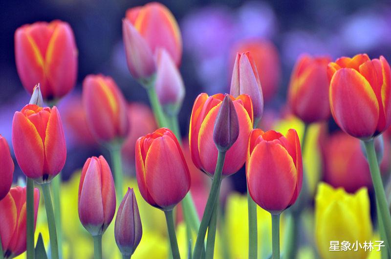 金榜题名|8月，文昌星到，月老入宅，4星座金榜题名，爱情自来