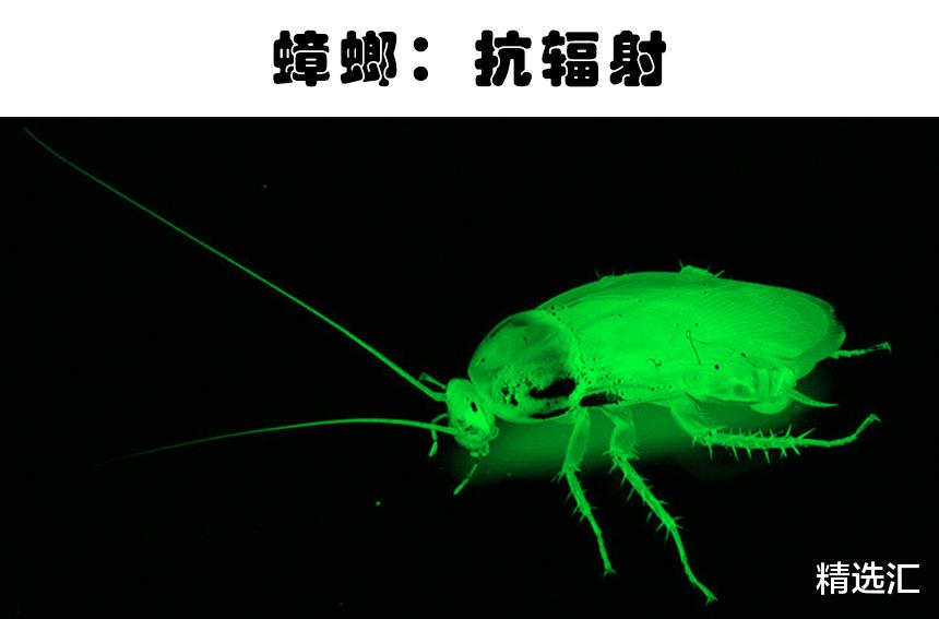 超能力|拥有“超能力”的动物：以人类角度来看，拥有超能力的10种动物