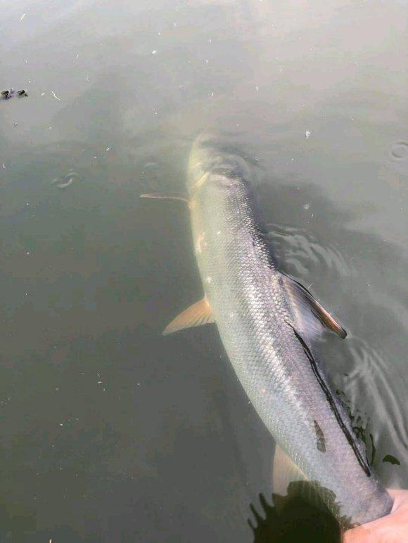 「长江」长江真不让钓鱼了?多地禁渔行动涉及垂钓,网友热议