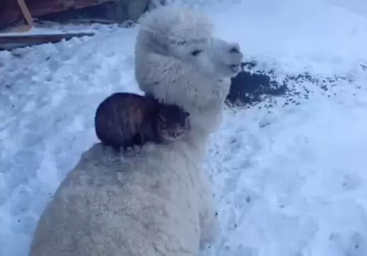 羊驼从零下35度寒流中，救流浪猫，并把它当作孩子，一宠就是4年
