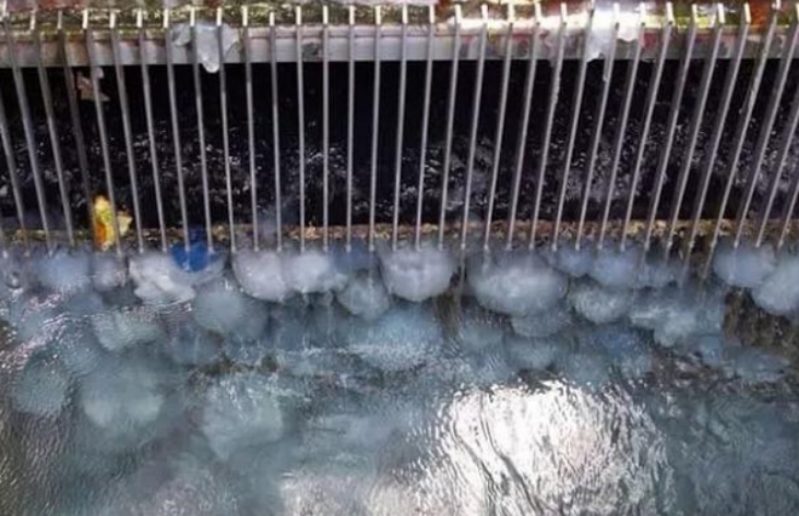 水母|巨型水母拖翻渔船，还入侵核电站，它们是什么来头？