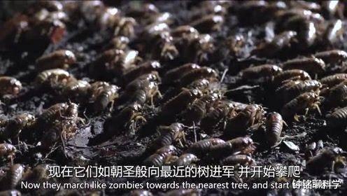 [昆虫]蝉在地下能够活好多年，为什么爬到地面只能活1个月？