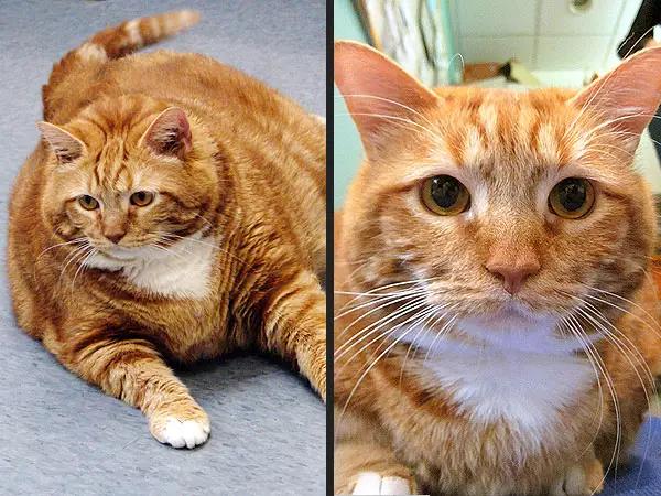 减肥励志大橘猫：昨天你对我嫌弃抛弃，今天我让你高攀不起