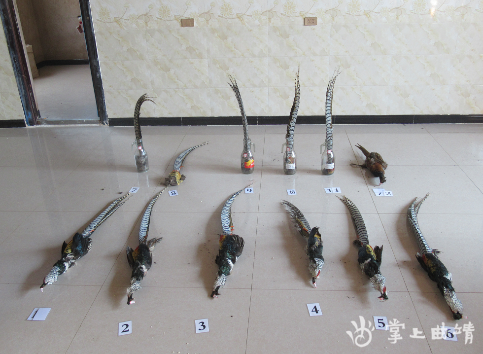 掌上曲靖|判处有期徒刑6年，处罚金6万元！曲靖一村民被判刑