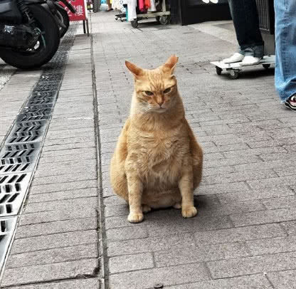 路上被猫拦，霸气侧漏，喵：知道此街是谁在罩吗