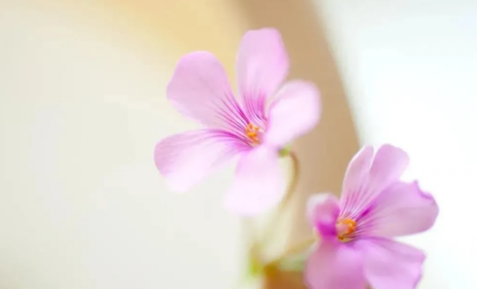 生肖|9月喜事成双来，10月大吉大利发大财，4生肖大运临头，天天哈哈笑