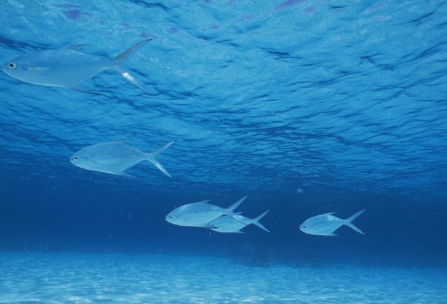 『』海水里面究竟有多少盐?老外将一桶海水熬干后,结果难以置信!