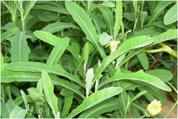 薏米@趣健康：吃野菜有讲究，盲目食用可能会中毒