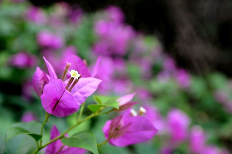 生肖|九月份期间，好运满满，好消息不断，日子越来越红火的四大生肖