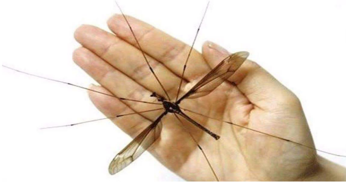 蚊子|那些创下吉尼斯的最大生物们,仅仅是一只蚊子就比巴掌还大