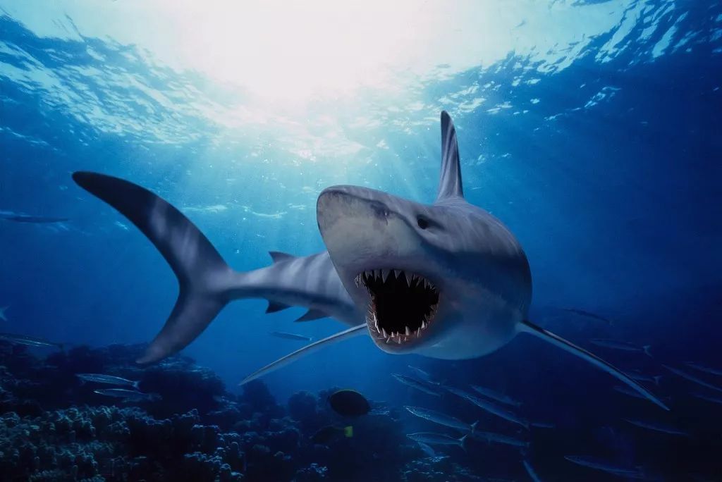 ：你胆子很大? “深海恐惧症”测试图你会点开吗？