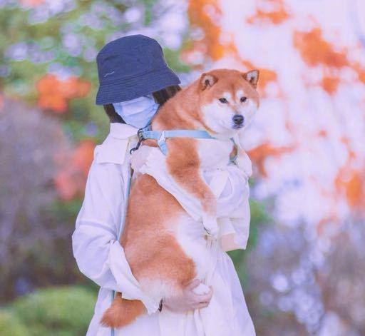 郑爽|郑爽小号仍嘴硬，喊话疑似要正面回应，被嘲笑一家三口尖酸刻薄