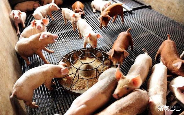 生猪价格|猪价“10连跌”，9月骤降1.32元，啥原因？猪价要跌破34元/公斤？