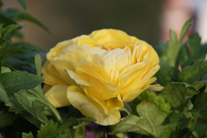 生肖：未来十来天，情缘未了，与前任剪不断，理还乱，难赋深情的4生肖