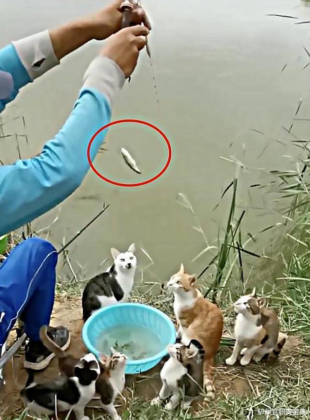 |网友去钓鱼，被喂食过的猫流浪猫携家带口围观，此乃蹭吃最高境界