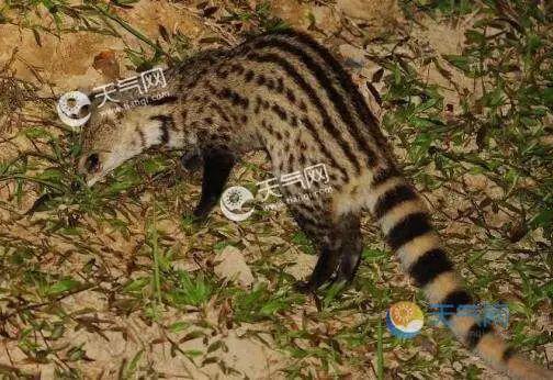 杀猪盘|消失30多年，这个“神兽”出现