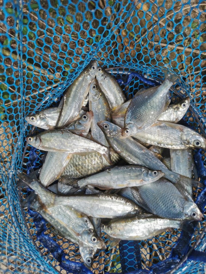 |秋意渐浓，在秋风中享受垂钓的快乐