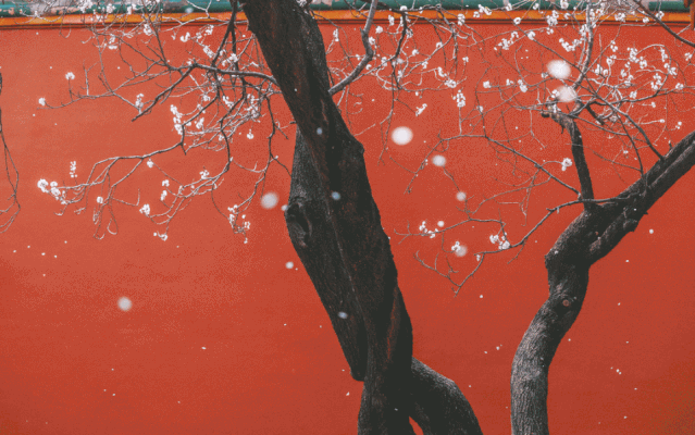 全网爆火的故宫雪景图和猫，是她拍下的。