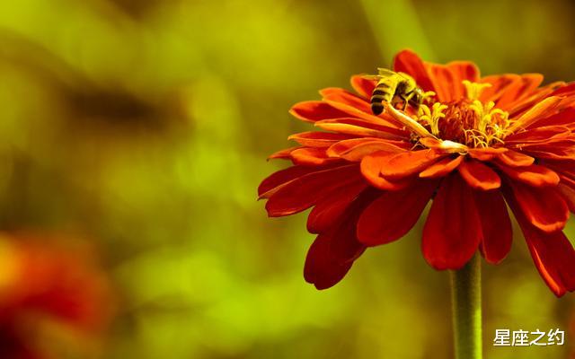 生肖:在5月下旬,挽回旧爱,鸾凤和鸣,风雨同舟的三大星座