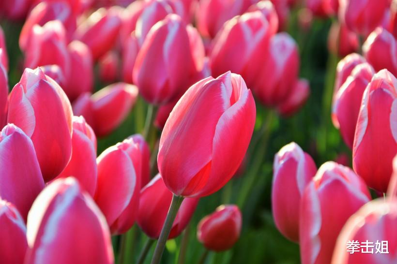 「生肖」六月下旬财运上扬，可以闷声发大财的生肖，福运满满，喜获丰收！