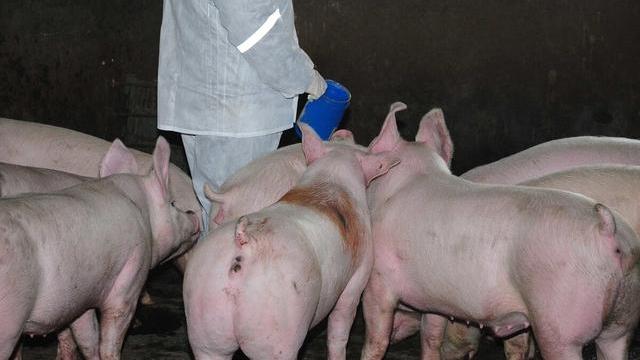 果然悠|猪肉涨价,消费者买不起,谁在背后牟利?养猪户还是猪肉贩子?