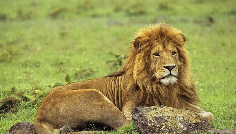 #老虎#如果让一百只东北虎进入非洲草原，一个世纪后会怎么样？